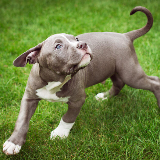 Short legged american store bulldog